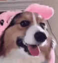 corgi_Scare