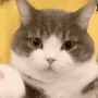 hide hide