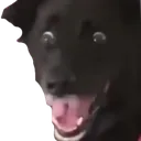 Scared Dog scared_dog Discord Emoji