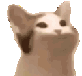 pB_catPop Discord emoji