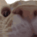 S5E_Catcamera Discord Emoji