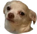 saddoggo saddoggo