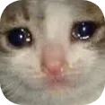 catsad