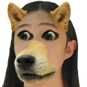 HamptonDoge