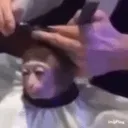monkeyhaircut monkeyhaircut