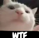 wtf_cat wtf_cat
