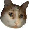 Catsby Discord Emoji
