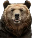 Bear1