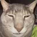 bruhcat