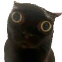 gatoasustao Discord Emoji