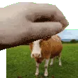 patcow