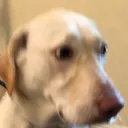 tuckerworried