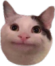 CatPolite Discord emoji