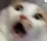 CatScared Discord emoji