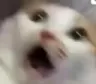 CatScared CatScared