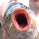 MemeFish