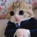 BattalBey BattalBey