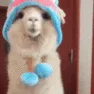 alpaca
