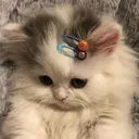 shycatto
