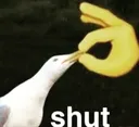 shut shut