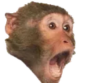 monkeypog