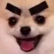 dogbrows