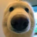 dogiestare