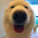 dogietongue dogietongue