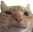 catconfused catconfused