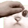 cetpet