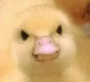 duckangry