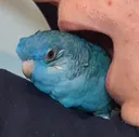 eatbirb