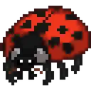 Ladybug
