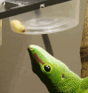 fredbonk Discord Emoji