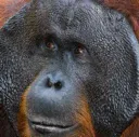 confused_monkey