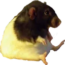 korSit korSit
