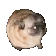 b_pugPls
