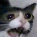 crycatscream crycatscream