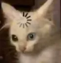 CatLoading