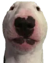 dogwalter
