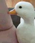 patpatozo_SIN