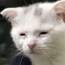 CatDepressed