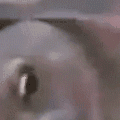 pogfish3 Discord emoji