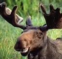 meese