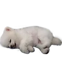 pongFLOMP