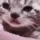 a_catcry a_catcry