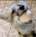 egfoxo