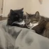 kittiehug kittiehug