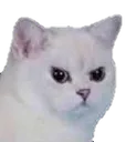 Catto catto Discord Emoji