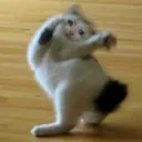 sadcat_dance Discord Emoji